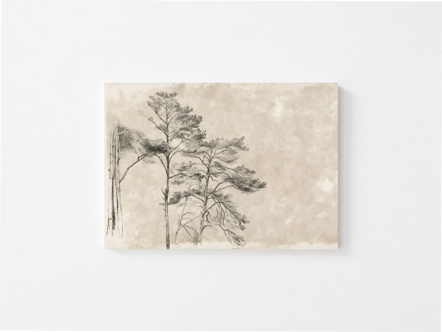 Tree Sketch ll Vintage Art Print