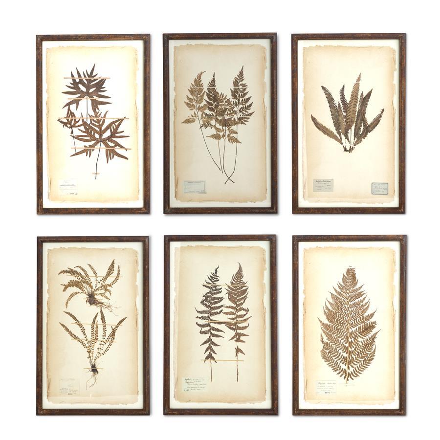 Assorted 30 Inch Dried Fern Botanicals in Rustic Metal Frames