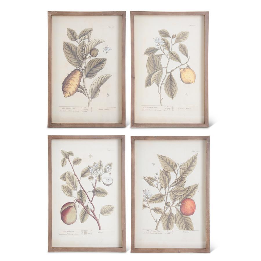 17.75 Inch Wood Framed Fruit Print 4 PC