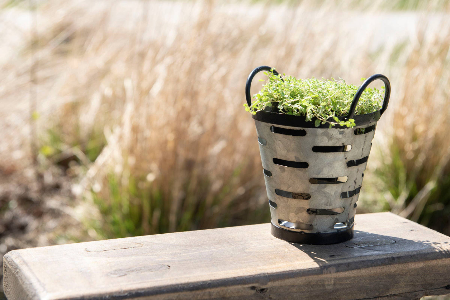 Olive Bucket Planter