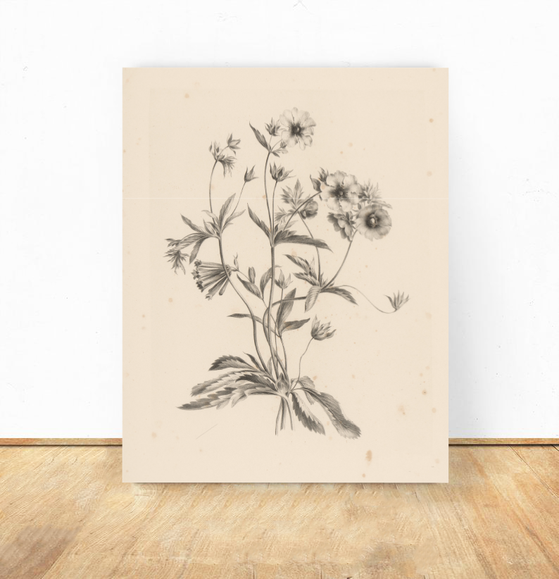 Vintage Art Print- Flowers